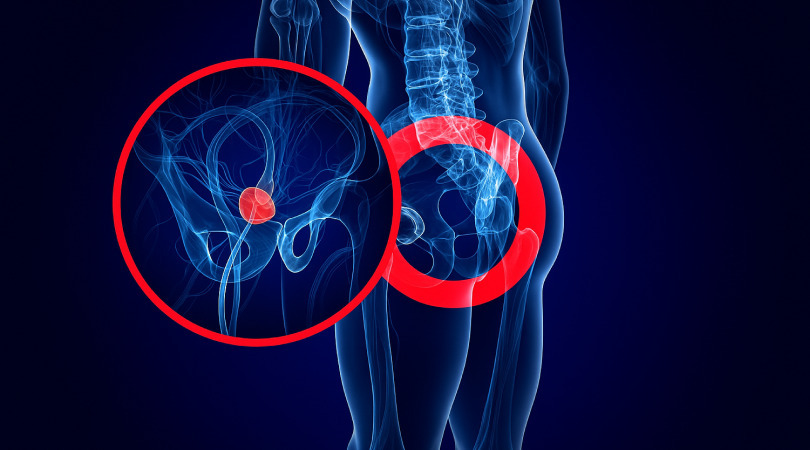 Anatomie der Prostata